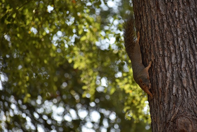 拉莫斯等老 拉莫斯等老